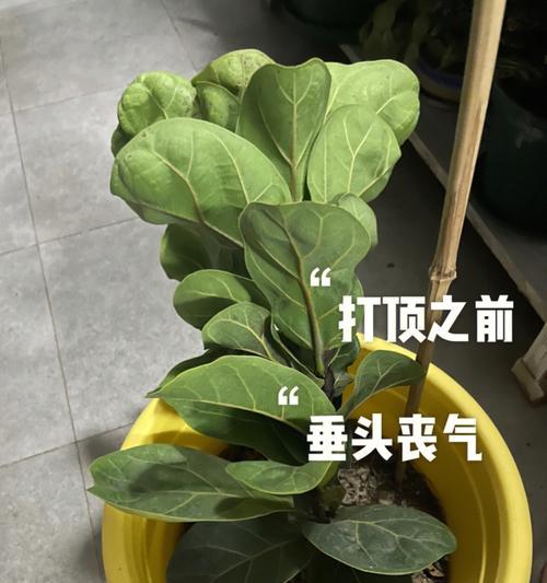 琴叶榕冬天掉叶子的原因与应对措施（琴叶榕失叶情况及防范方法）-第1张图片-绿意生活