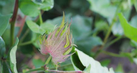 探究棉花的生物分类（揭秘棉花的植物分类、生长特征与生态环境）-第1张图片-绿意生活