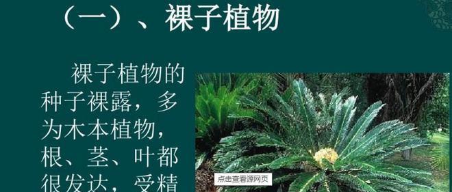 黄豆的生物学特征及分类（探究黄豆的裸子植物身份，以及分类和生长习性）-第3张图片-绿意生活