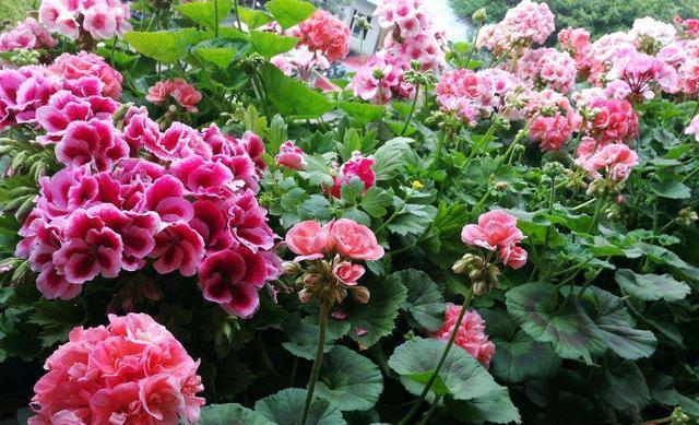 龙虾开花的季节与月份（龙虾花开的奥秘、花期、花语及观赏方法）-第2张图片-绿意生活