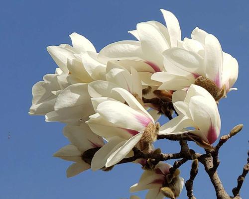 高洁之花——传递纯净的力量（探究高洁花语的内涵与象征意义，感受高洁之美的独特魅力）-第1张图片-绿意生活