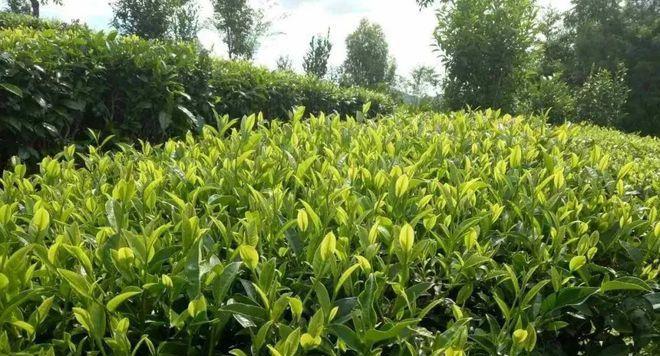 家里种茶树的风水好处（从家居、健康到财运，种茶树让你“好运连连”）-第1张图片-绿意生活