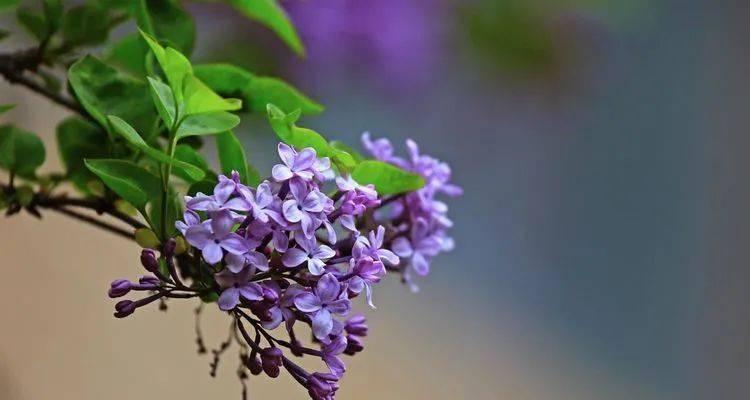 探秘丁香花语的深刻寓意（了解丁香花代表的含义及象征意义，解读不同色彩的丁香花语）-第1张图片-绿意生活