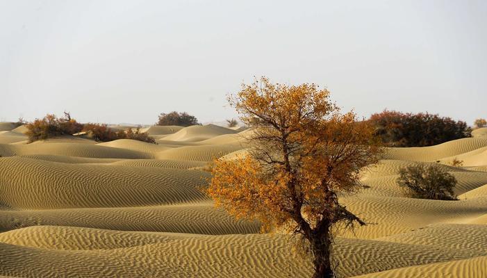 胡杨是国家保护植物（胡杨的生长环境、保护现状、独特价值和重要意义）-第3张图片-绿意生活