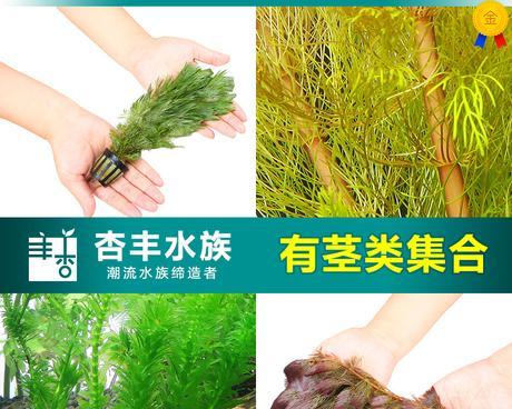 大宝塔水草修剪方法（打造清爽健康的水草水族箱）-第3张图片-绿意生活