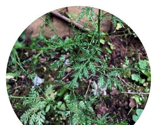 黄花蒿——一种草本植物（黄花蒿的特点、栽培方法与药用价值）-第1张图片-绿意生活