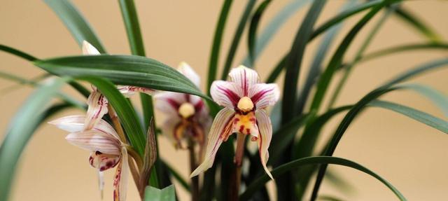 兰草的花期和开花时间（探究兰草花期、花朵特点及生长习性）-第3张图片-绿意生活