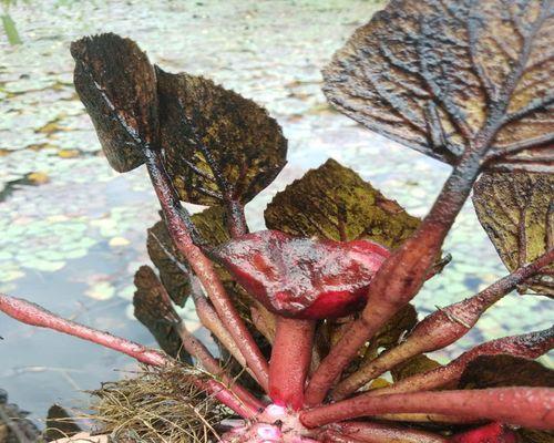 探究菱角的水生特性与生长习性（菱角作为水生植物的生长环境、营养需求和生理特征）-第1张图片-绿意生活