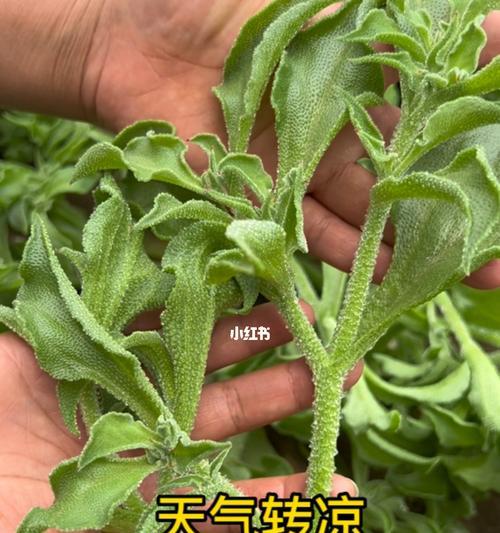 冰菜种植必备指南（适合何种环境？如何栽培？从选地到收获的全过程解析）-第2张图片-绿意生活