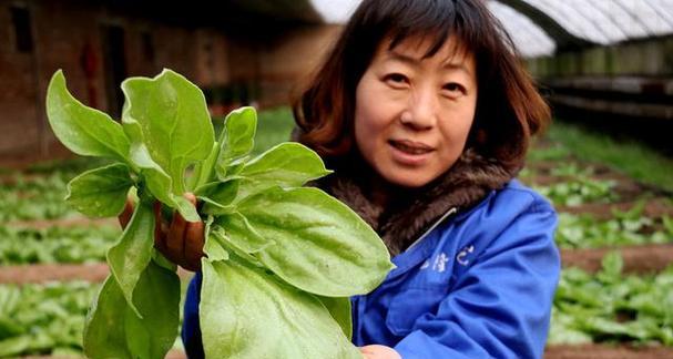 冰菜种植必备指南（适合何种环境？如何栽培？从选地到收获的全过程解析）-第3张图片-绿意生活