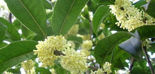 揭秘“桂花树”——一朵香气扑鼻的美丽树种（了解桂花树，品味生命的芬芳）-第2张图片-绿意生活