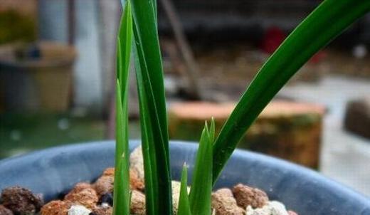 兰花栽种与移栽的最佳时间（掌握正确时间，让兰花健康成长）-第3张图片-绿意生活