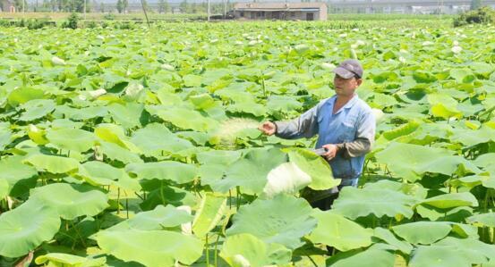 如何种植藕——让你轻松掌握藕的种植技巧（从时间、土壤、种子到水质，全面了解藕的种植要点）-第3张图片-绿意生活