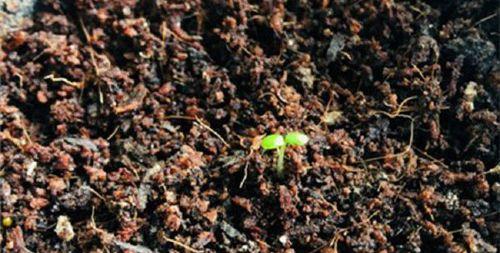 草莓种子怎么催芽（种植草莓、催芽技巧、催芽方法）-第2张图片-绿意生活