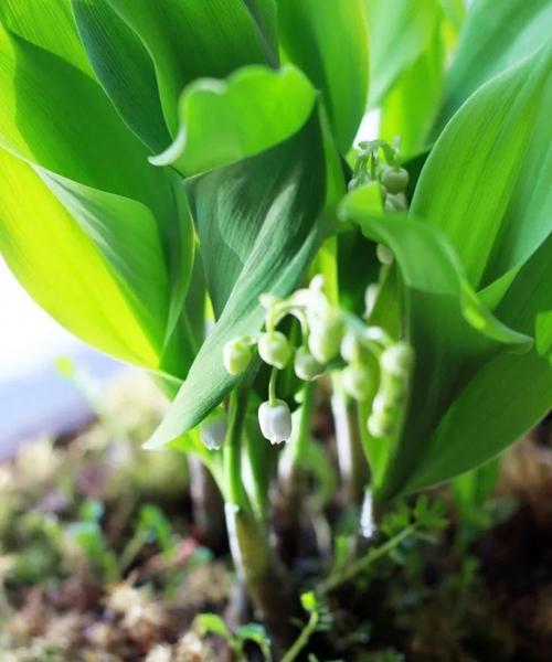 芳香植物的功效与应用（探索芳香植物的神奇能力，美容、健康、养生好帮手）-第2张图片-绿意生活