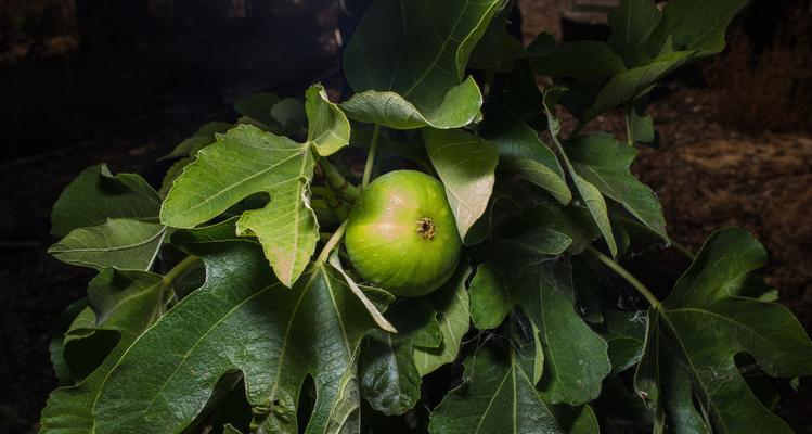 无花果树能否在室内生长？（室内种植无花果树的技巧和注意事项）-第3张图片-绿意生活