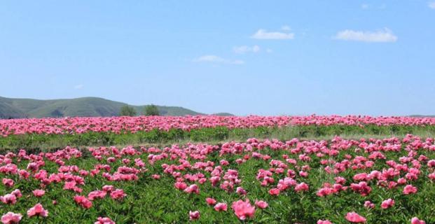 白芍种植条件与气候要求（从土壤、光照、温度到湿度，全面解析白芍种植的环境需求）-第1张图片-绿意生活