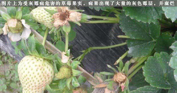 草莓病虫害防治方法与技术措施（保护草莓，从病虫害防治开始）-第1张图片-绿意生活