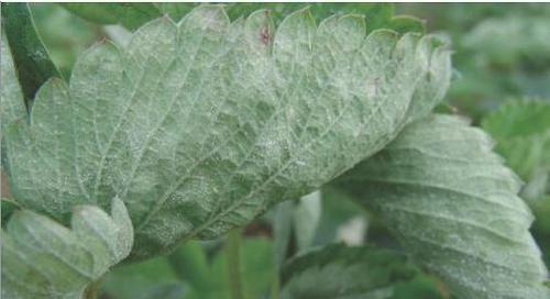 草莓病虫害防治方法与技术措施（保护草莓，从病虫害防治开始）-第2张图片-绿意生活