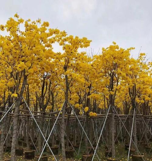 城市行道树花海景观的盛开-第1张图片-绿意生活