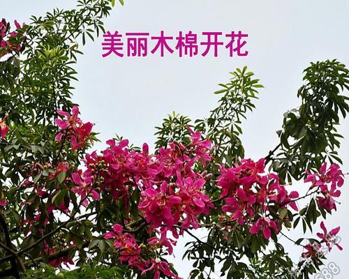 城市行道树花海景观的盛开-第2张图片-绿意生活