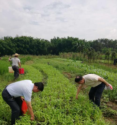 端午节的丰收时节（适合种植的农作物与传统食品）-第1张图片-绿意生活