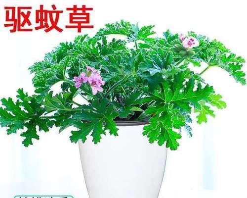 驱蚊虫植物花卉大全（植物花卉，安全驱蚊祛虫的良药）-第3张图片-绿意生活