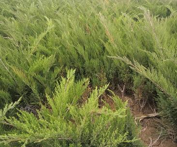 沙地柏是否为裸子植物？（探究沙地柏的科属及种类）-第2张图片-绿意生活