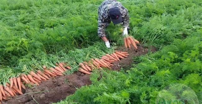 如何选择大红萝卜种植的最佳时间？（掌握关键时机，助力萝卜生长）-第2张图片-绿意生活