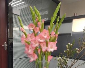 剑兰花——室内养殖的良选（室内装饰的首选植物，剑兰花养殖要点详解）-第1张图片-绿意生活