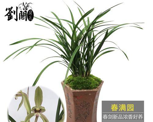 剑兰花——室内养殖的良选（室内装饰的首选植物，剑兰花养殖要点详解）-第2张图片-绿意生活