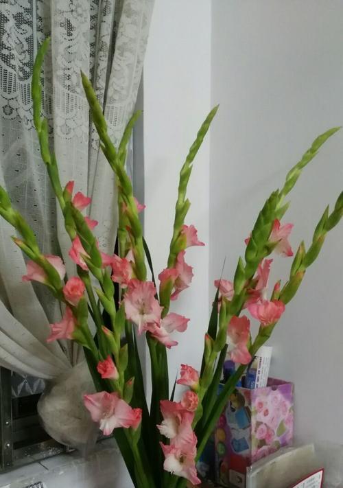 剑兰花——室内养殖的良选（室内装饰的首选植物，剑兰花养殖要点详解）-第3张图片-绿意生活