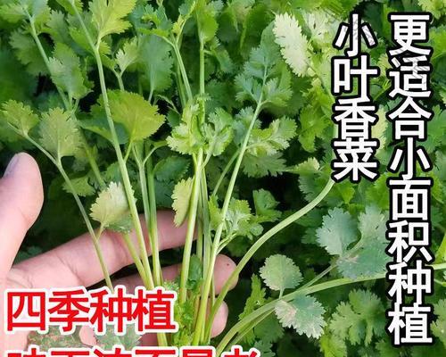 如何选择最适合香菜的肥料？（优质肥料，让你的香菜更加健康茁壮）-第1张图片-绿意生活