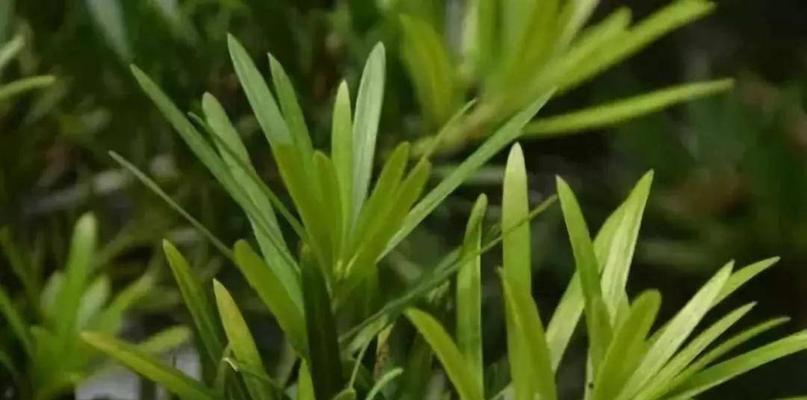 金边瑞香的喜阳喜阴特性剖析（探究金边瑞香适宜生长的光照环境）-第1张图片-绿意生活