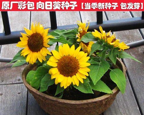 向日葵是什么植物类别？——探寻向日葵的神秘世界-第2张图片-绿意生活