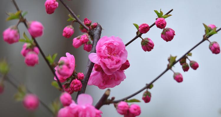 尊敬师长的花花语（表达师长恩情，尽显师道尊严）-第2张图片-绿意生活