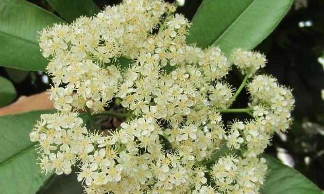 石楠花开的时候是什么季节？（了解石楠花的花期和特点）-第3张图片-绿意生活