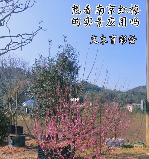 院子里可以种红梅吗？（红梅的特点与适宜种植条件）-第3张图片-绿意生活