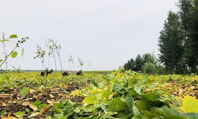 南方毛豆种植指南（春季种植南方毛豆，丰收在望）-第2张图片-绿意生活