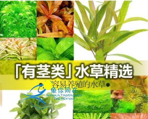 大宝塔水草修剪方法（让你的水草更健康茂盛）-第3张图片-绿意生活