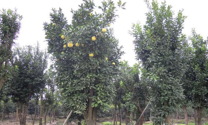 了解香泡树，探寻其神奇魅力（香泡树的种植、用途、特点等全面解析）-第3张图片-绿意生活