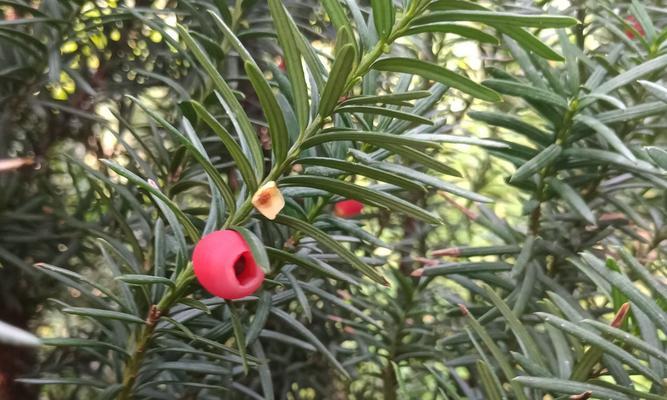 红豆杉种植的土壤要求（适宜种植的土壤类型及其特点）-第2张图片-绿意生活