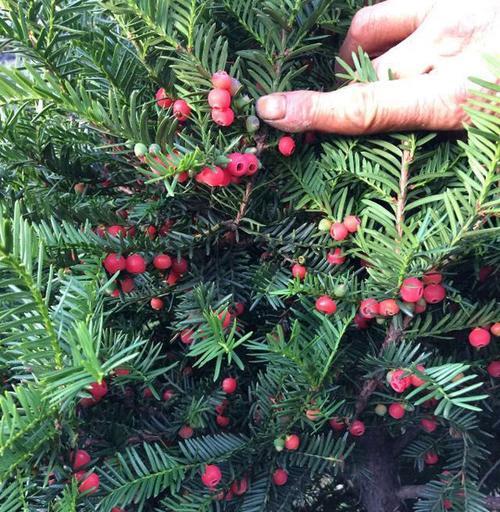 红豆杉种植的土壤要求（适宜种植的土壤类型及其特点）-第1张图片-绿意生活