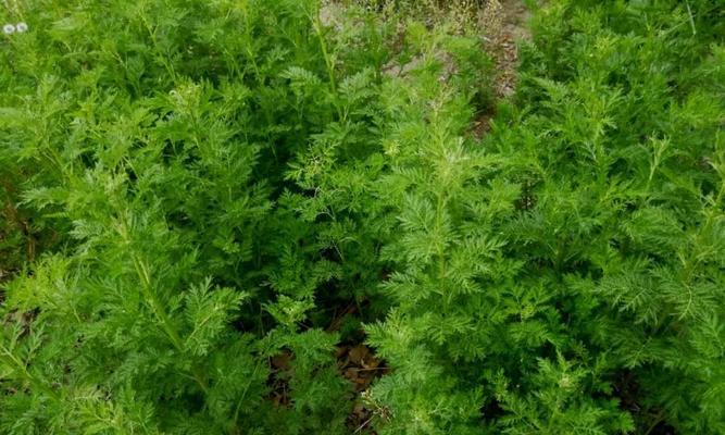 黄花蒿的形态特征、生态环境和药用价值（黄花蒿的形态特征、生态环境和药用价值）-第3张图片-绿意生活