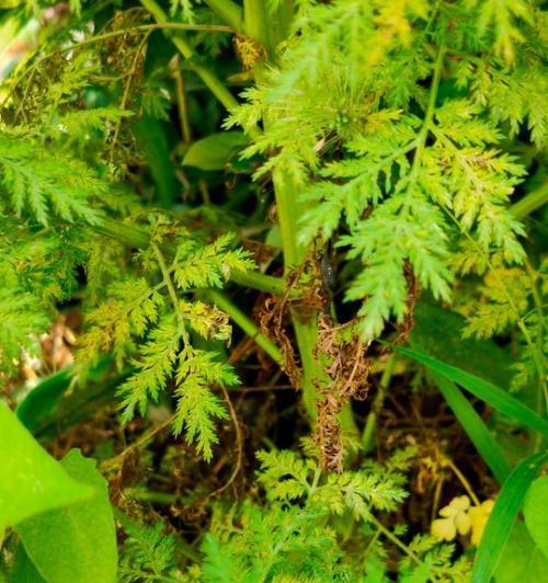 黄花蒿的形态特征、生态环境和药用价值（黄花蒿的形态特征、生态环境和药用价值）-第2张图片-绿意生活