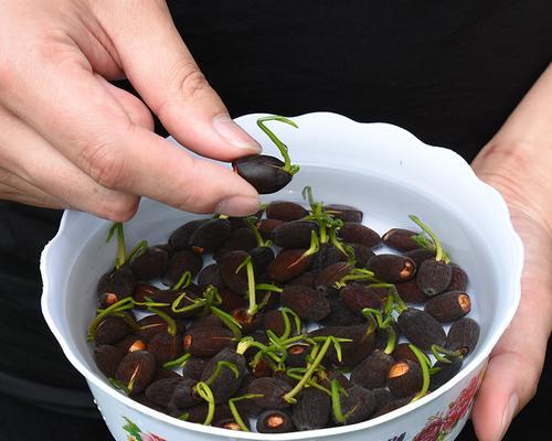 睡莲种子的种植时间及技巧（如何选择种植时机，让睡莲茁壮成长）-第3张图片-绿意生活