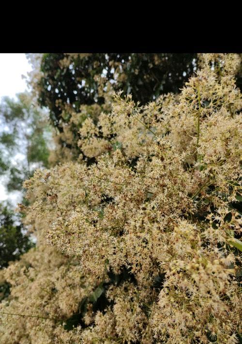 荔枝几年开花结果的规律（解析荔枝开花结果的年限和方法）-第1张图片-绿意生活