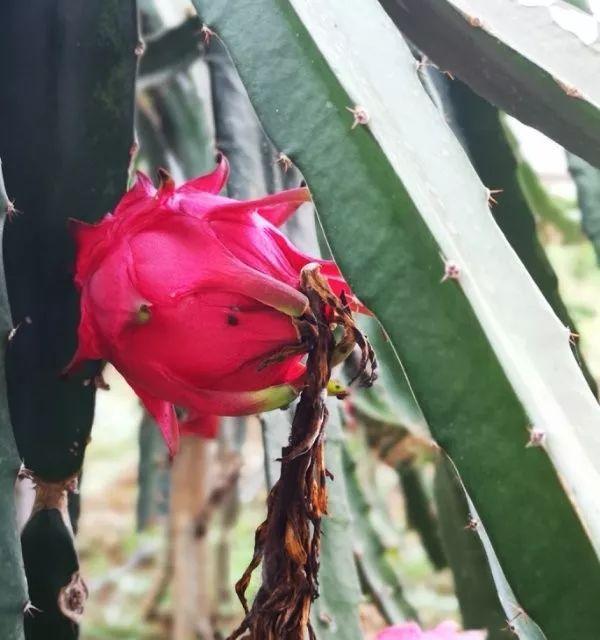 火龙果的生长过程（从花朵到果实的奇妙转变）-第1张图片-绿意生活