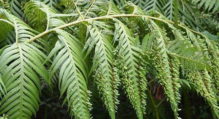 贯众不是蕨类植物（植物学界辟谣，贯众属于完全不同的植物分类）-第2张图片-绿意生活