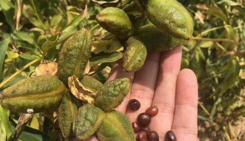 白芍种子什么时候种植最好？（掌握白芍种子的最佳种植时间，让你的收获倍增）-第1张图片-绿意生活